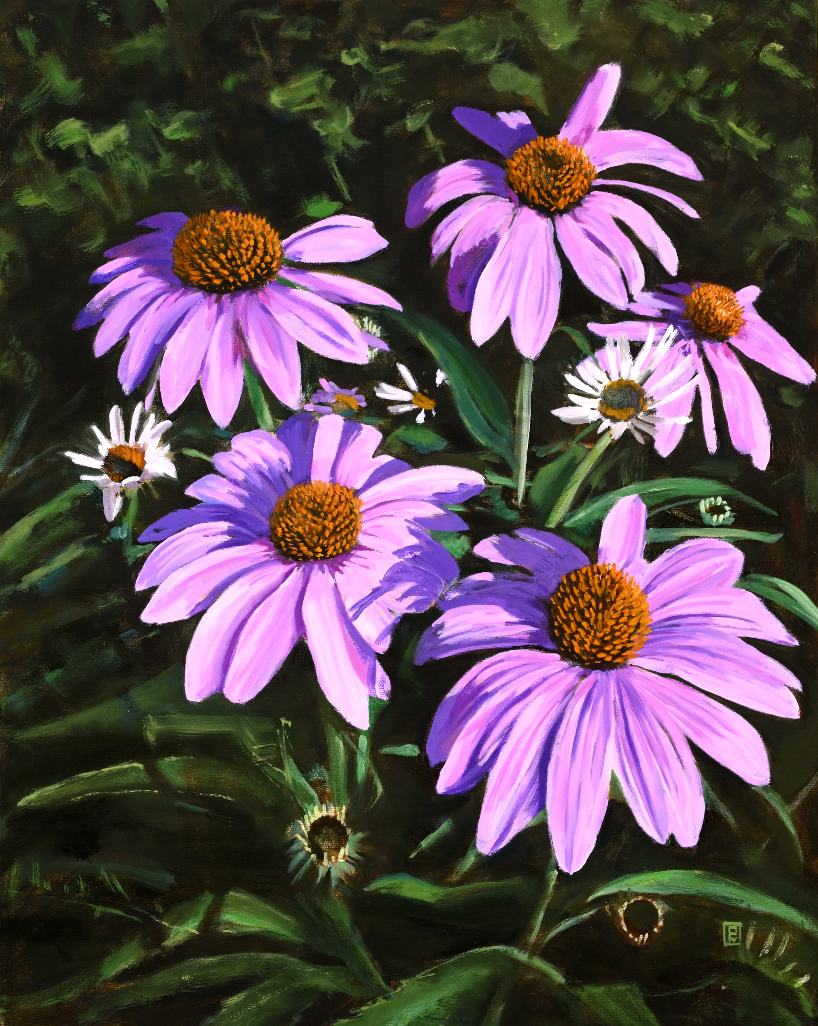 Echinacea 1