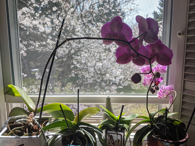 Pink orchid